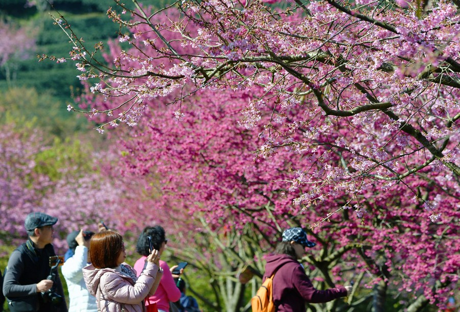 InPics: Cherry blossoms bloom in southeast China's Fujian