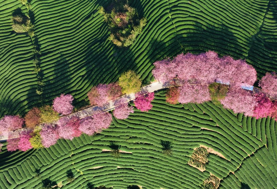 InPics: Cherry blossoms bloom in southeast China's Fujian