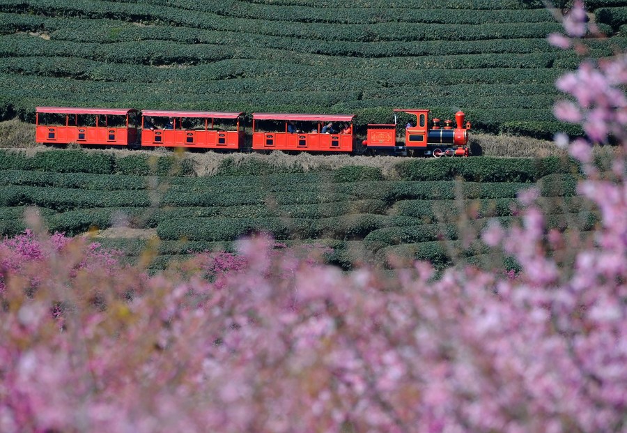 InPics: Cherry blossoms bloom in southeast China's Fujian