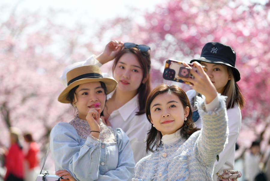 InPics: Cherry blossoms bloom in southeast China's Fujian