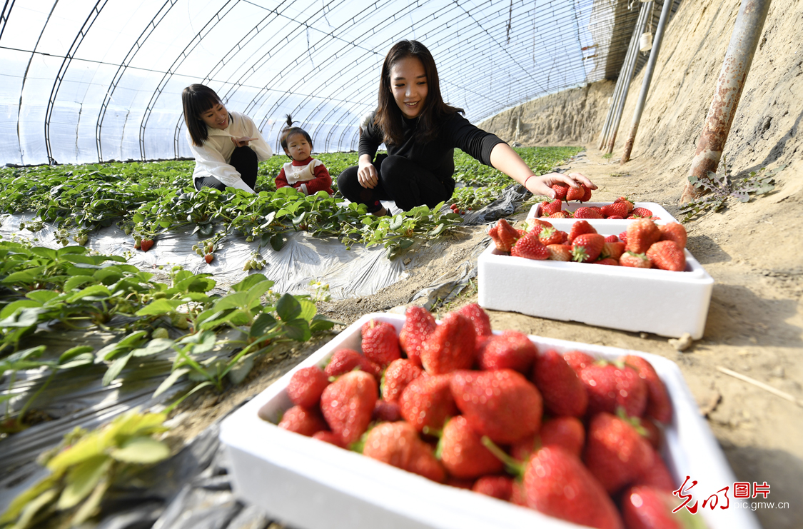 Agricultural cooperative helping local economy in N China's Hebei