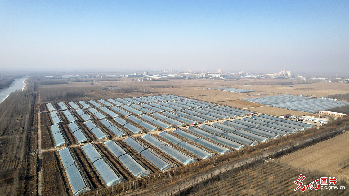 Agricultural cooperative helping local economy in N China's Hebei