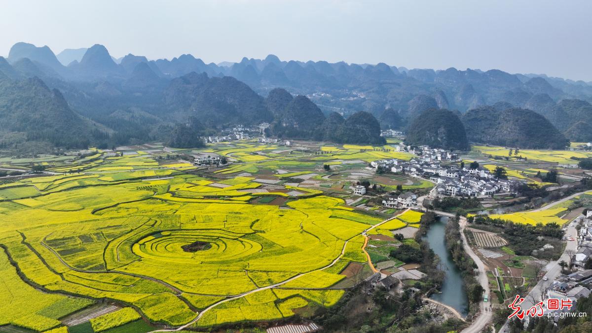 Rapeseed flower sea dresses up the spring countryside in SW China's Guizhou
