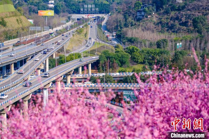 Scenery of blooming plum blossoms in SW China’s Chongqing
