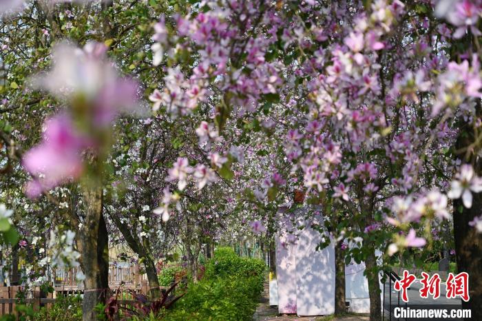海珠国家湿地公园宫粉紫荆绽放。　陈楚红 摄