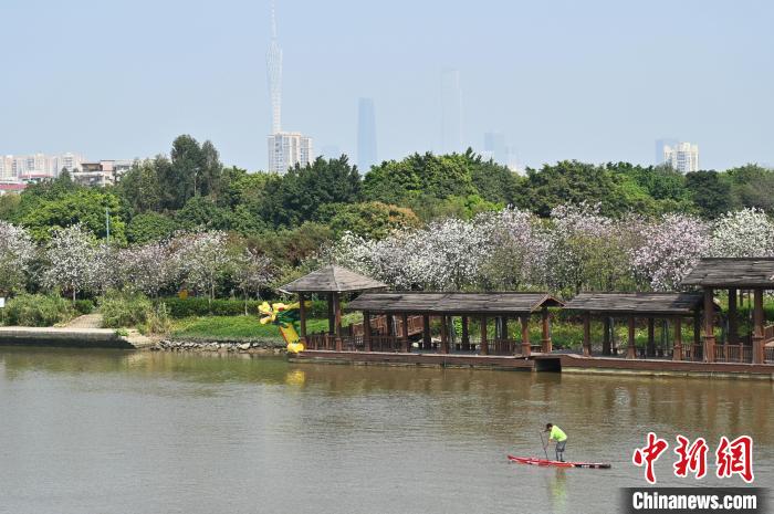 海珠国家湿地公园宫粉紫荆绽放，一名桨板爱好者沿着宫粉紫荆花带在水面上划行。　陈楚红 摄