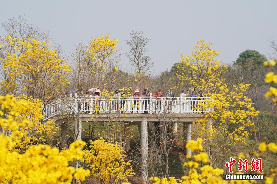 Amazing scenery of golden tabebuia chrysantha flowers in S China’s Guangxi