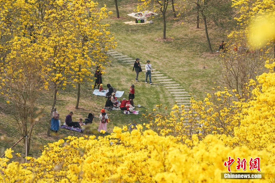 Amazing scenery of golden tabebuia chrysantha flowers in S China’s Guangxi