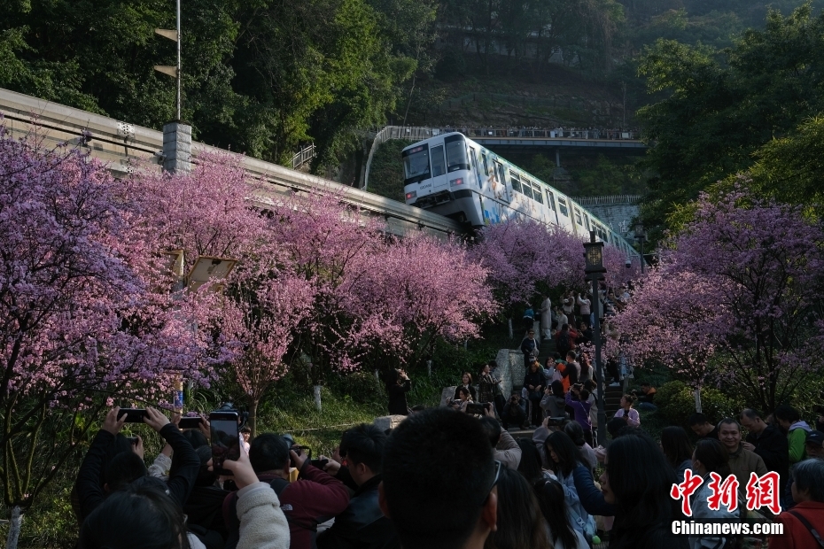 “The Train to Spring”attracts tourists in SW China’s Chongqing