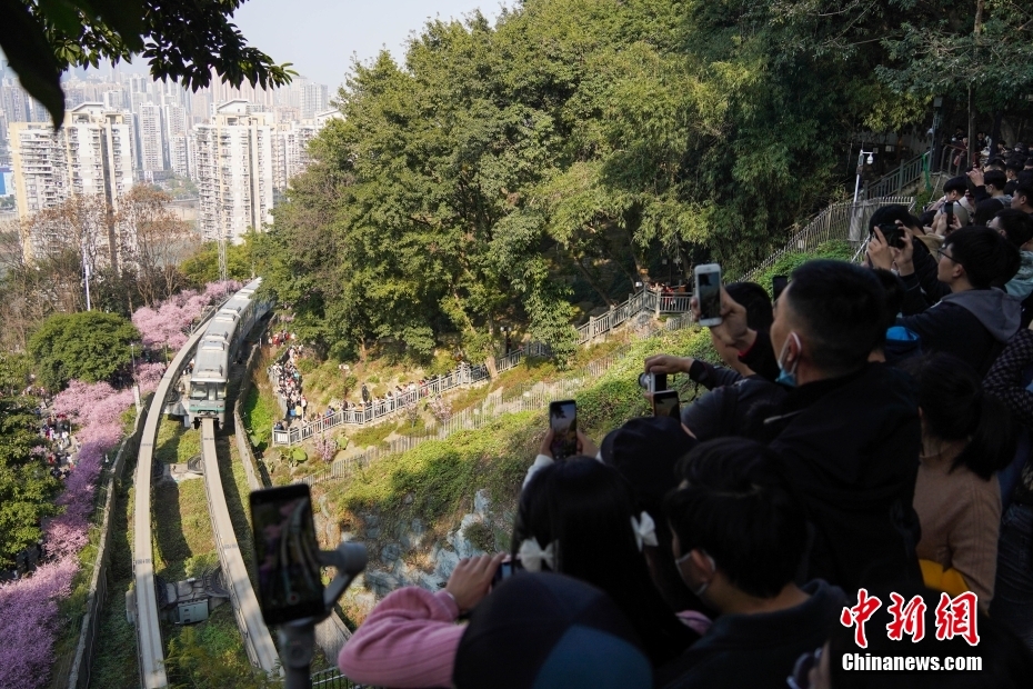“The Train to Spring”attracts tourists in SW China’s Chongqing
