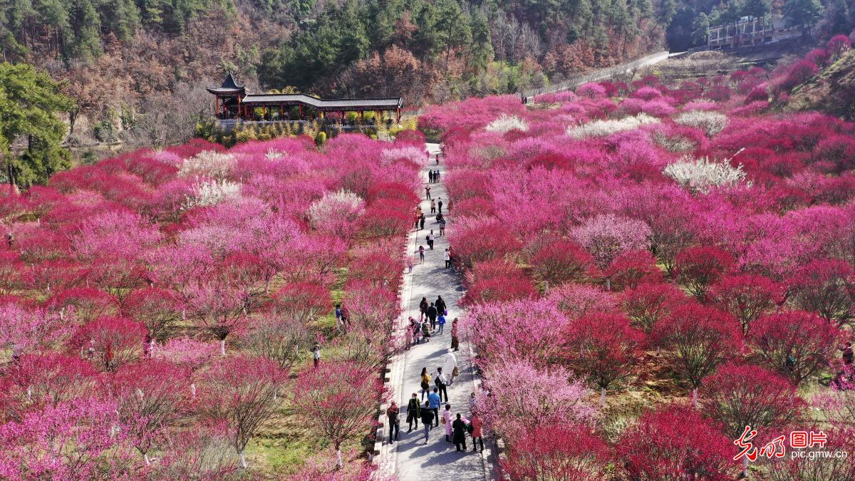 Flowers blossom in early spring acorss China