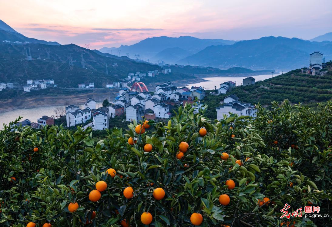 Navel oranges enter mature stage in C China's Henan