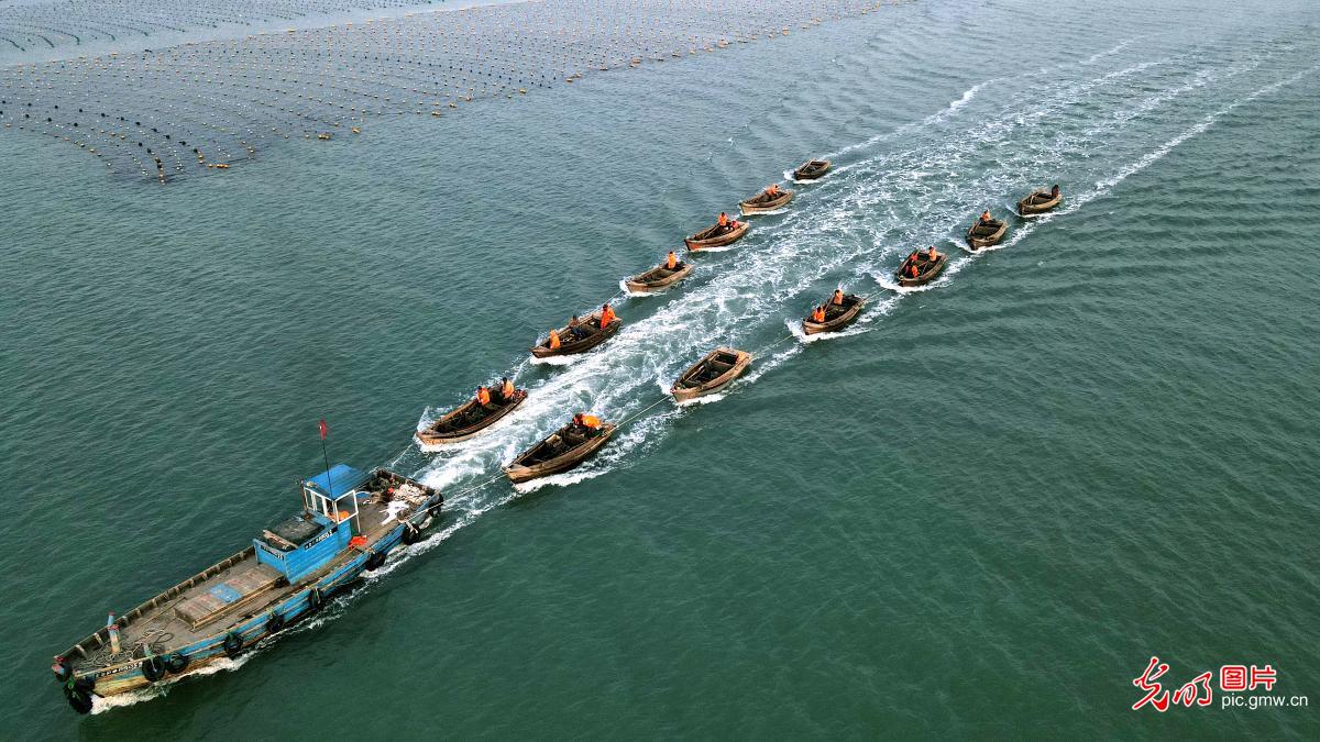 Sampans back to wharf in E China's Shandong