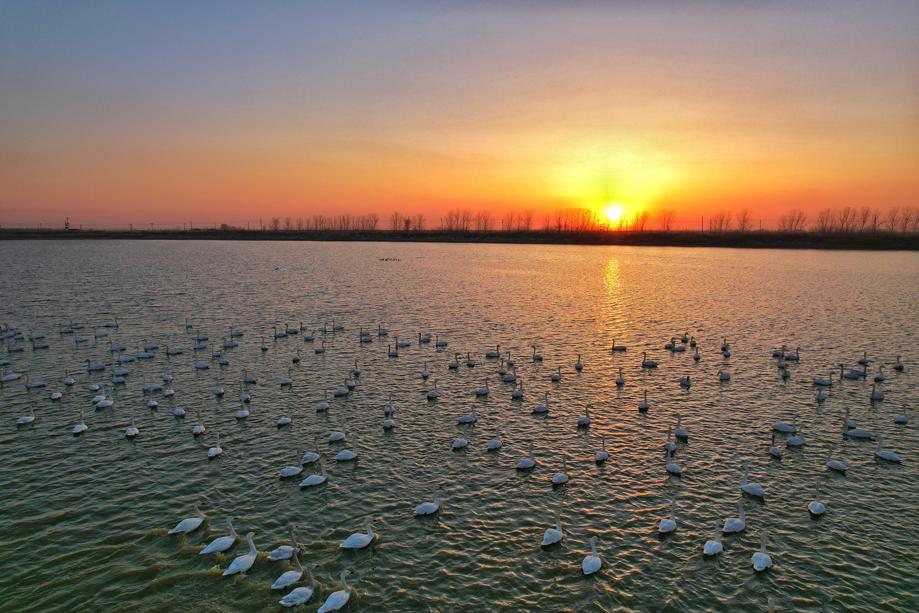 Swans flock to wetland in Hebei