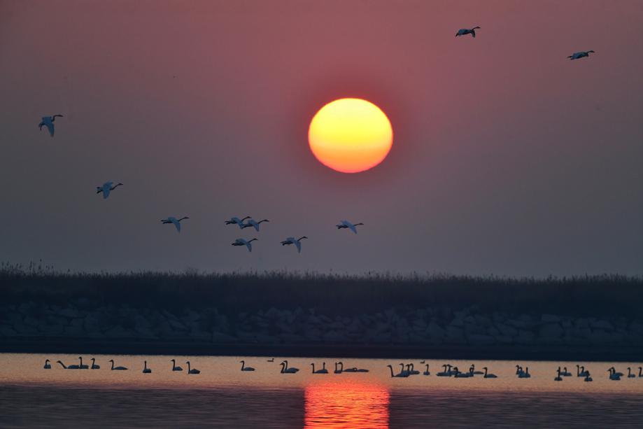 Swans flock to wetland in Hebei