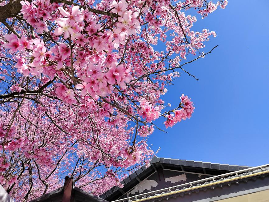 Cherry blossoms turn to gold in Fujian
