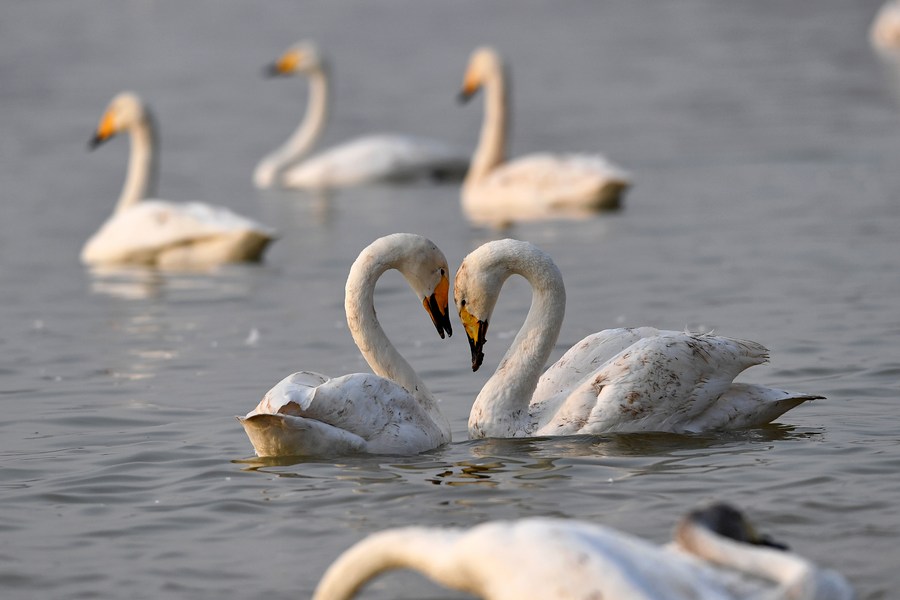 16,000 wintering swans in north China wetland returning to Siberia
