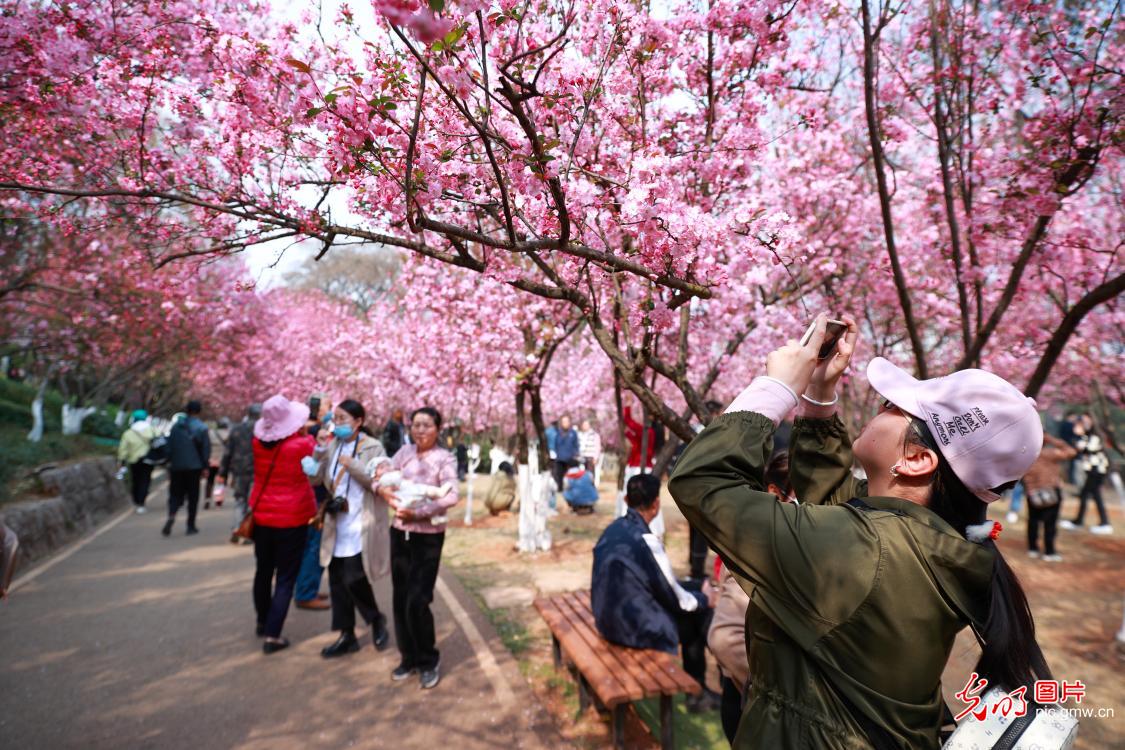 Tourists admiring cheering blossoms in SW China's Yunnan