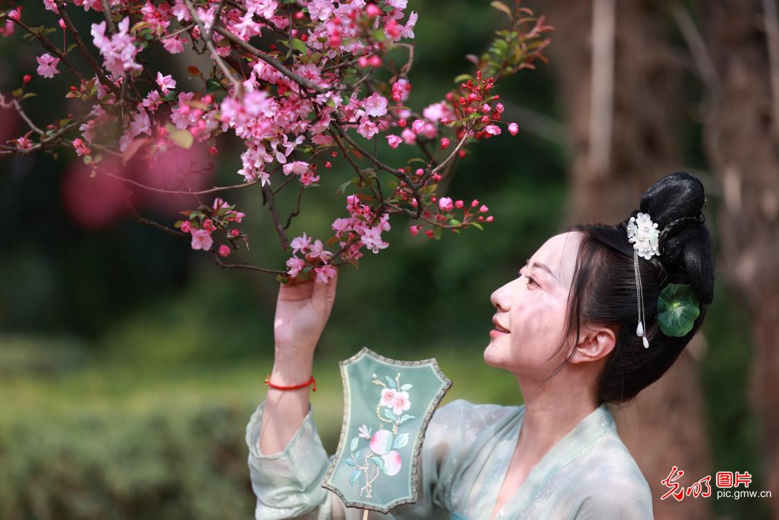Tourists admiring cheering blossoms in SW China's Yunnan