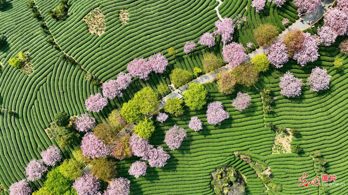 Picturesque view of tea garden in SE China's Fujian