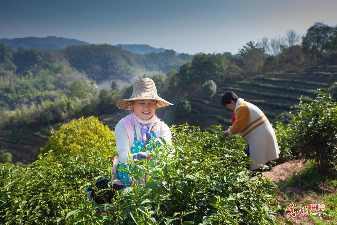 Spring tea harvested in E China's Anhui