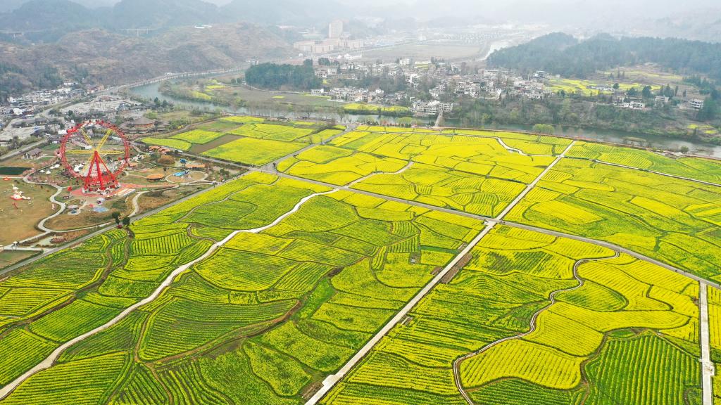 Cole flowers in full blossom in SW China's Guizhou