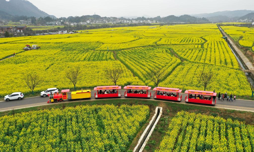 Cole flowers in full blossom in SW China's Guizhou