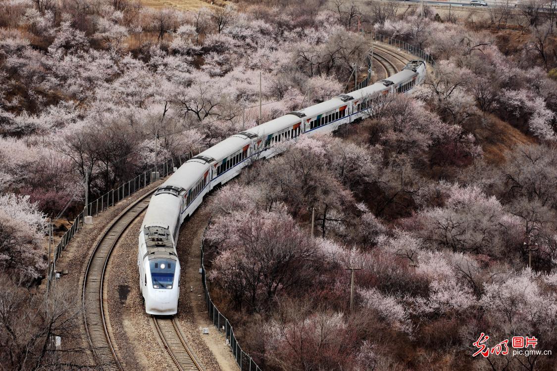Train bound for spring in N China’s Beijing