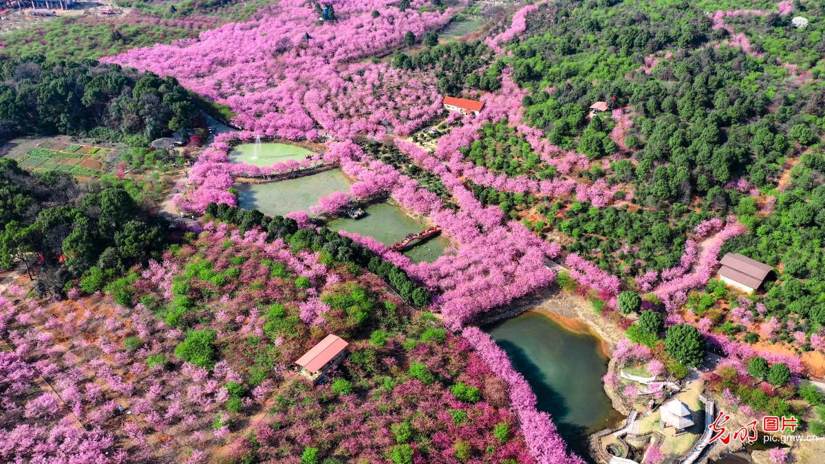 Cherry blossoms forming picturesque scenery in central China's Hunan