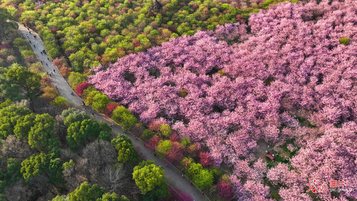 Cherry blossoms forming picturesque scenery in central China's Hunan