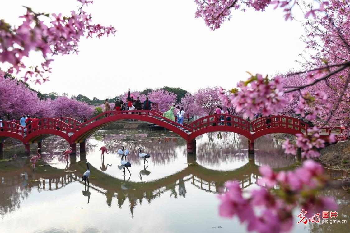 Cherry blossoms forming picturesque scenery in central China's Hunan