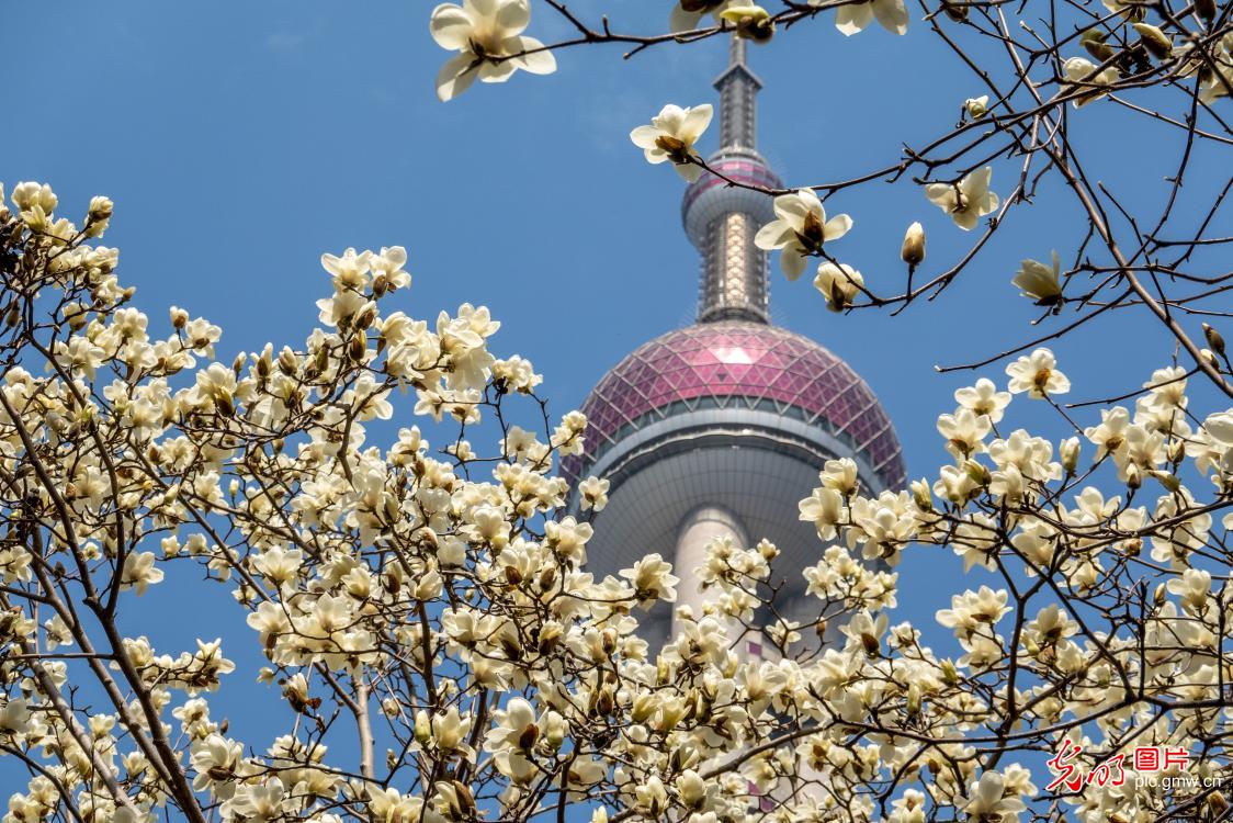 Magnolia flowers blooming in Lujiazui