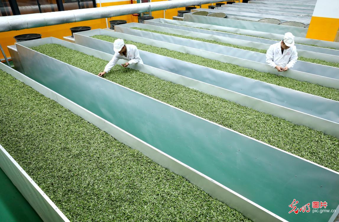 Spring tea busily picked in SW China's Guizhou
