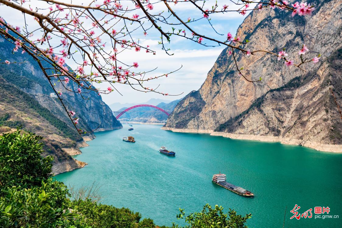 Busy spring shipping scene in Three Gorges, C China's Hubei