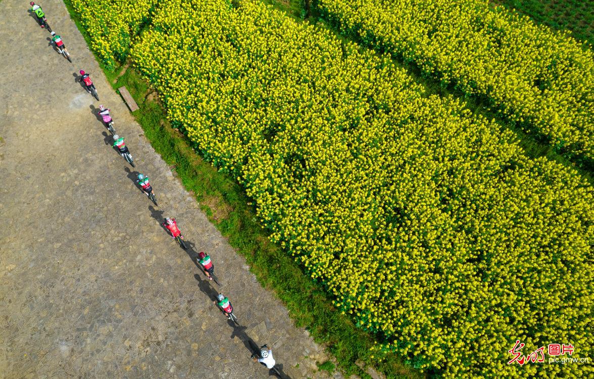 Cyclists enjoy scenery of blooming rape flowers in SW China's Guizhou