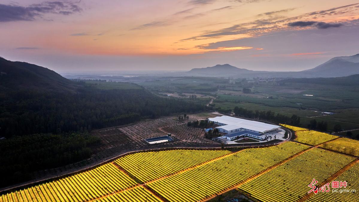 Changjiang County in S China’s Hainan: Dragon fruit base lights up beautifully like a painting