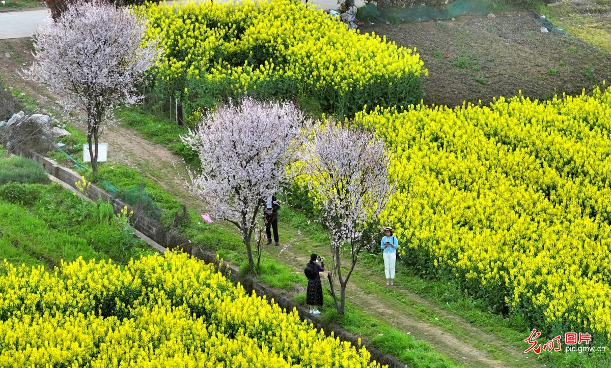 Golden rape flowers blooming in spring, C China's Hunan Province