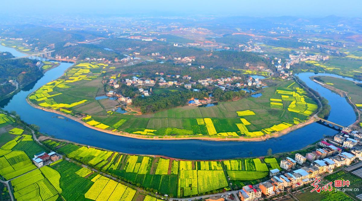 Golden rape flowers blooming in spring, C China's Hunan Province