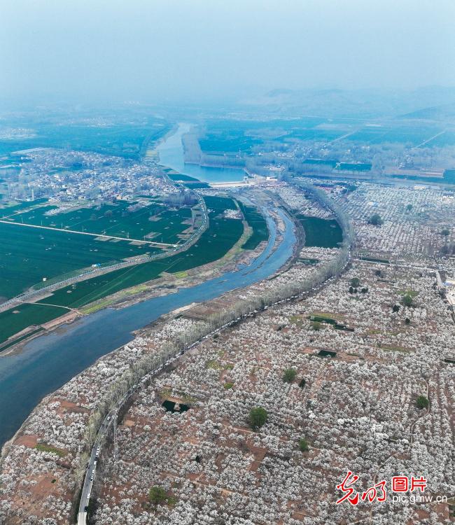 Picturesque view of pear blossoms in E China's Shandong