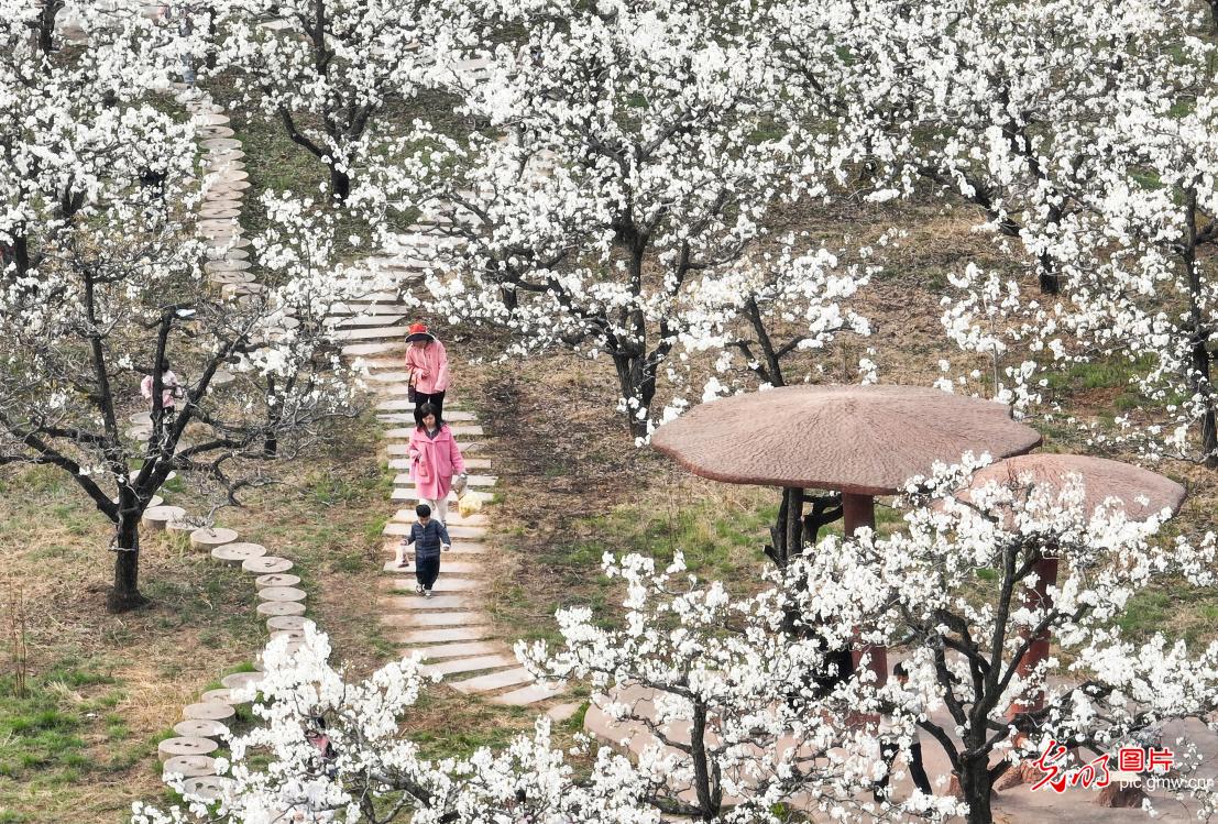 Picturesque view of pear blossoms in E China's Shandong