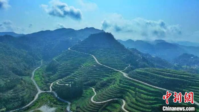 Picturesque scenery of tea plantation in SW China’s Sichuan Province