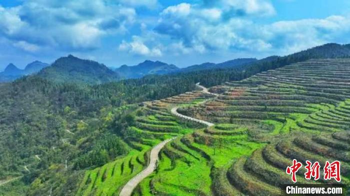 Picturesque scenery of tea plantation in SW China’s Sichuan Province