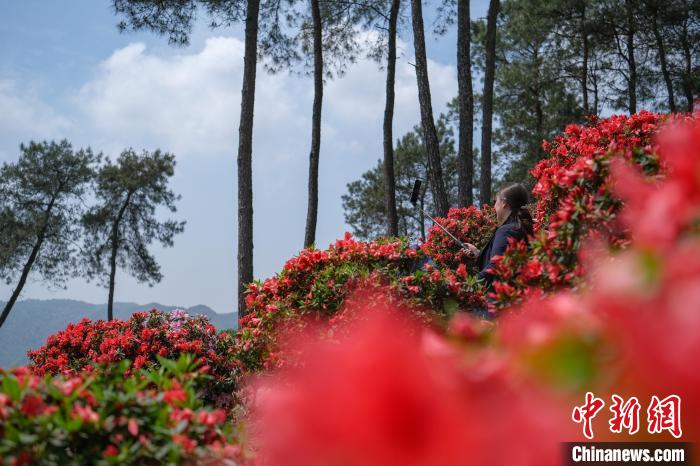Tourists enjoy blooming azalea blossoms in SW China’s Chongqing