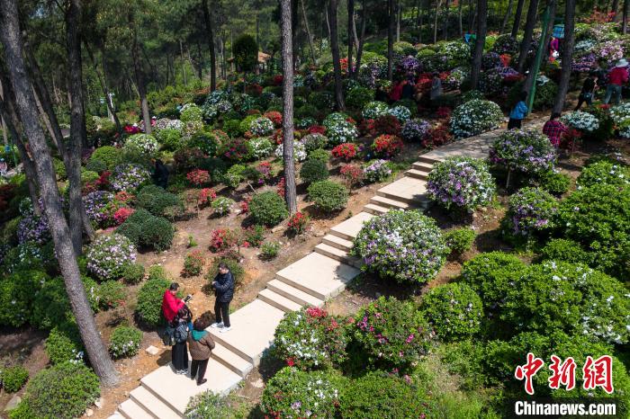 Tourists enjoy blooming azalea blossoms in SW China’s Chongqing