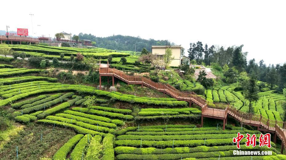 Tea garden contributes to rural revitalization in SW China’s Sichuan Province