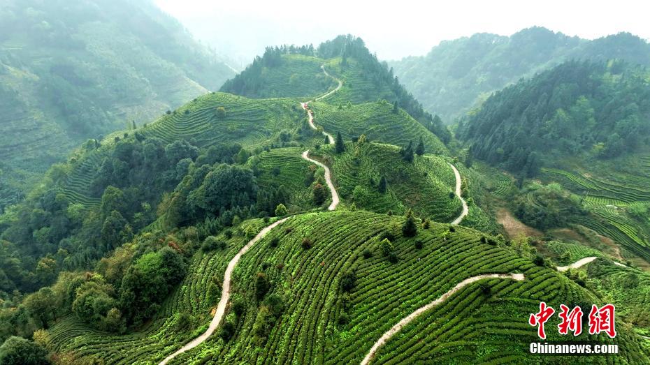Tea garden contributes to rural revitalization in SW China’s Sichuan Province