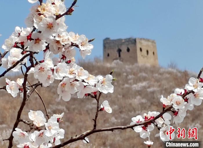 Scenery of the Great Wall in sea of flowers in N China’s Hebei Province