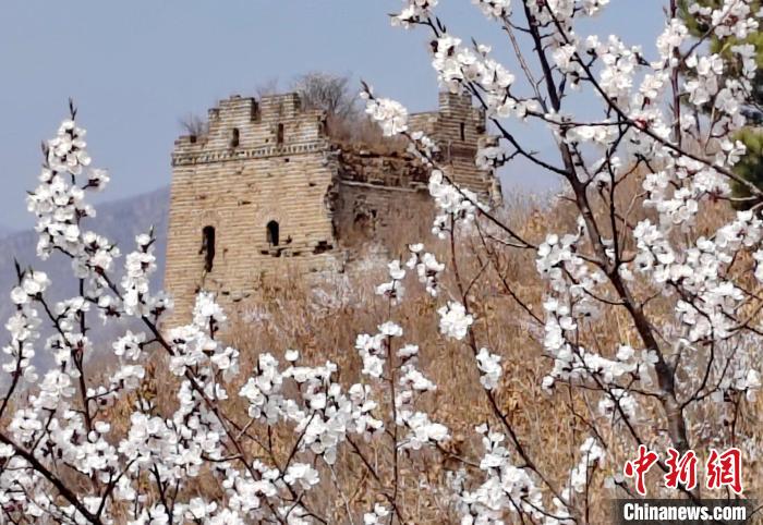 Scenery of the Great Wall in sea of flowers in N China’s Hebei Province