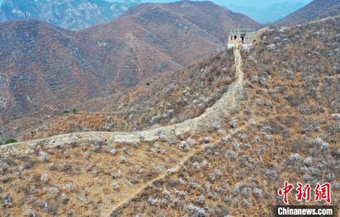Scenery of the Great Wall in sea of flowers in N China’s Hebei Province