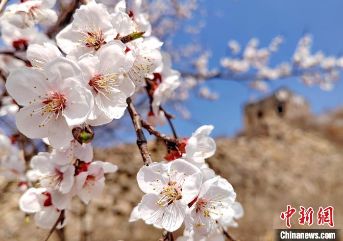 Scenery of the Great Wall in sea of flowers in N China’s Hebei Province